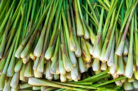 Tansiyon ve kalp dostu ota Fransızlar hayat iksiri diyor. Balgam söktürücü, stres azaltıcı - Resim: 1